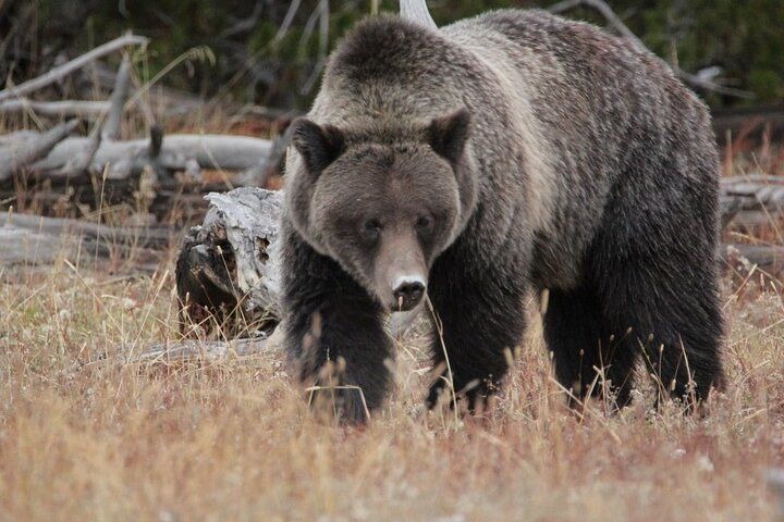 Grizzly
